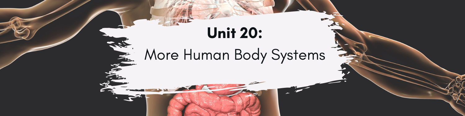 Unit 20: More Human Body Systems Banner